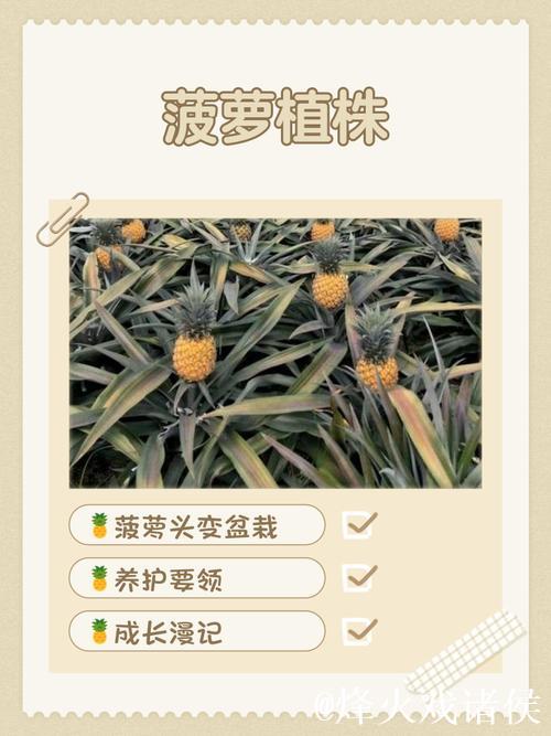 详细讲解菠萝种植方法高清视频教程